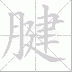 腱笔顺